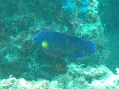 Centropyge bispinosa (Streifenzwergkaiserfisch)